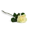 bouquet of Ecuadorian roses 80cm